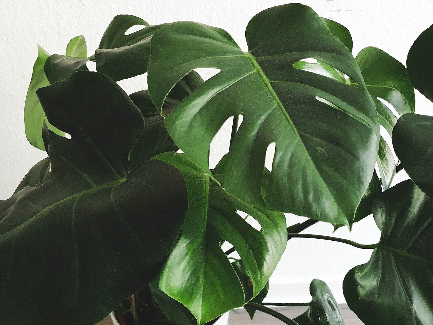 Monstera