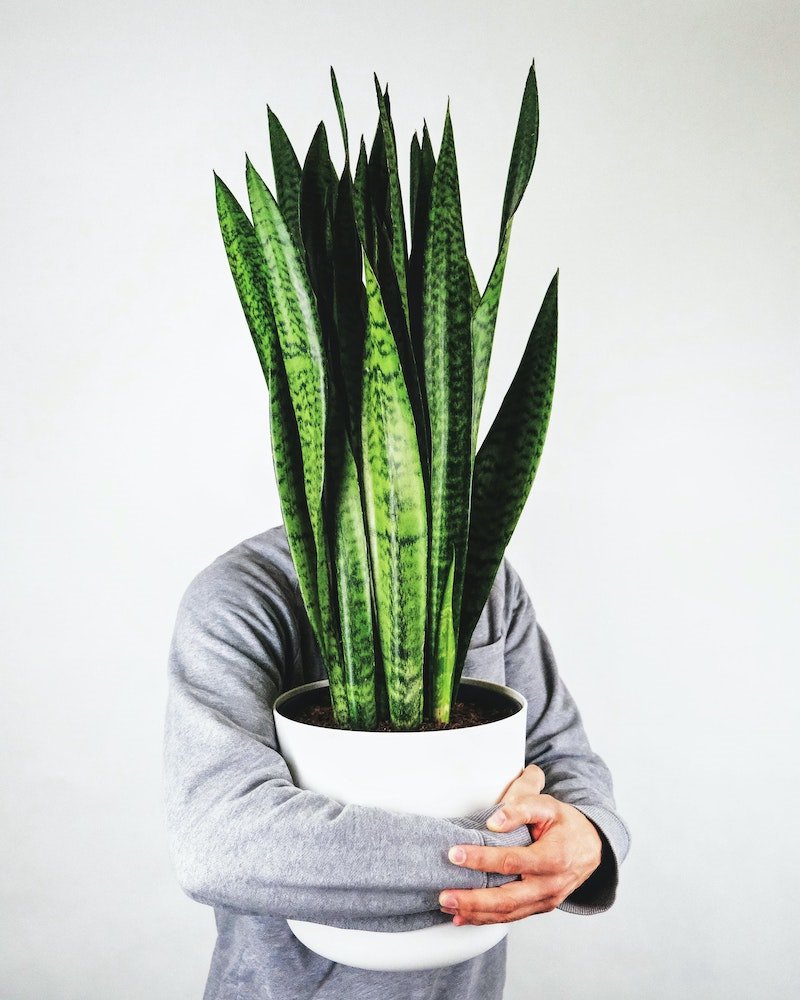Sansevieria planta de interior. Sansevieria