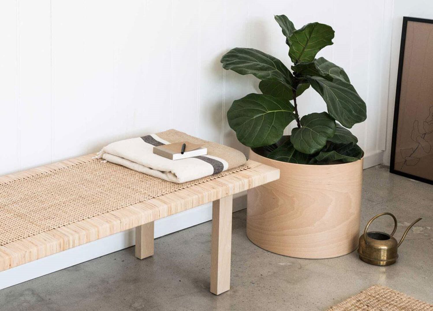 Banco con una maceta de madera con ficus. Las plantas