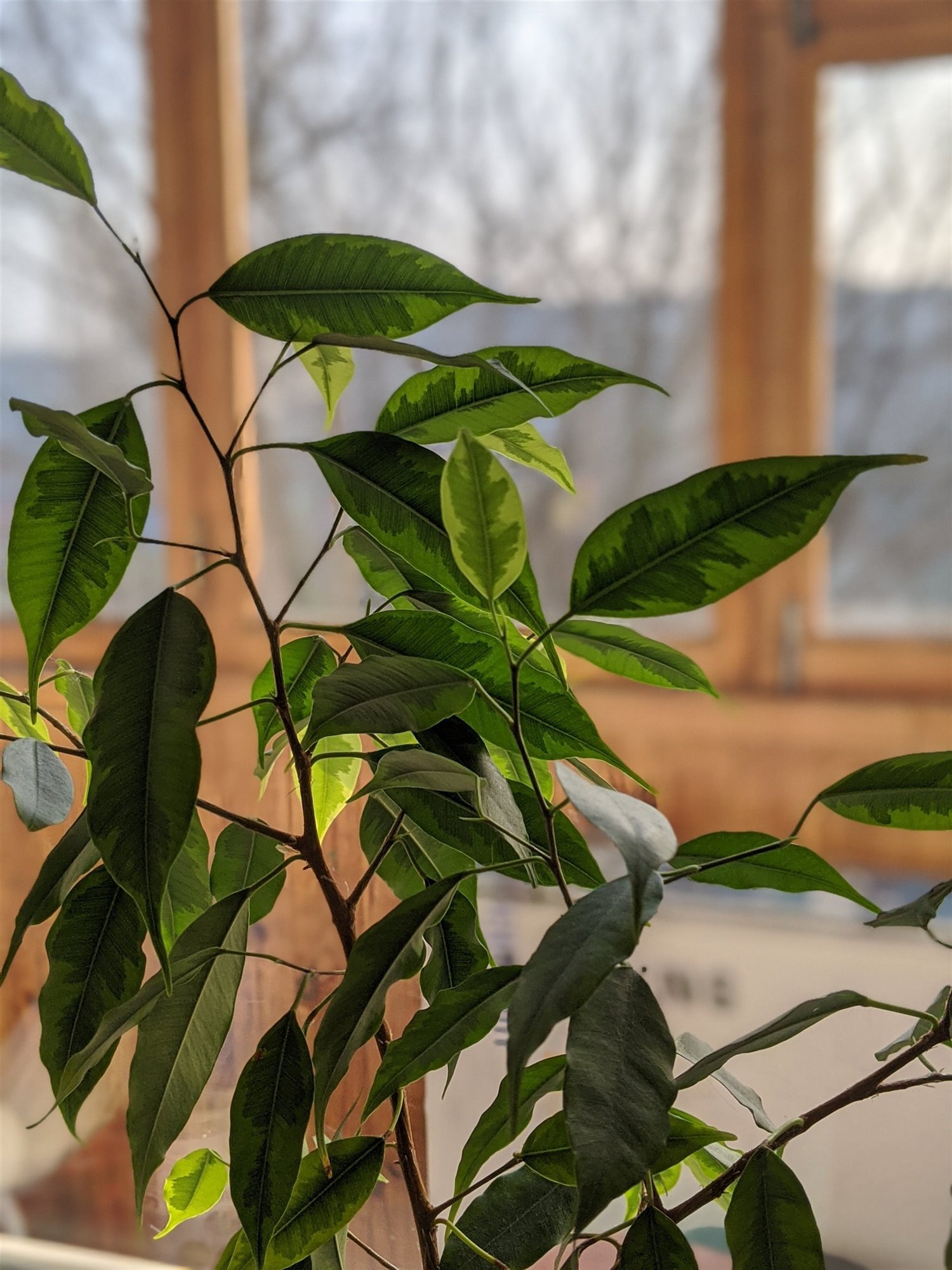 Ficus benjamina hojas