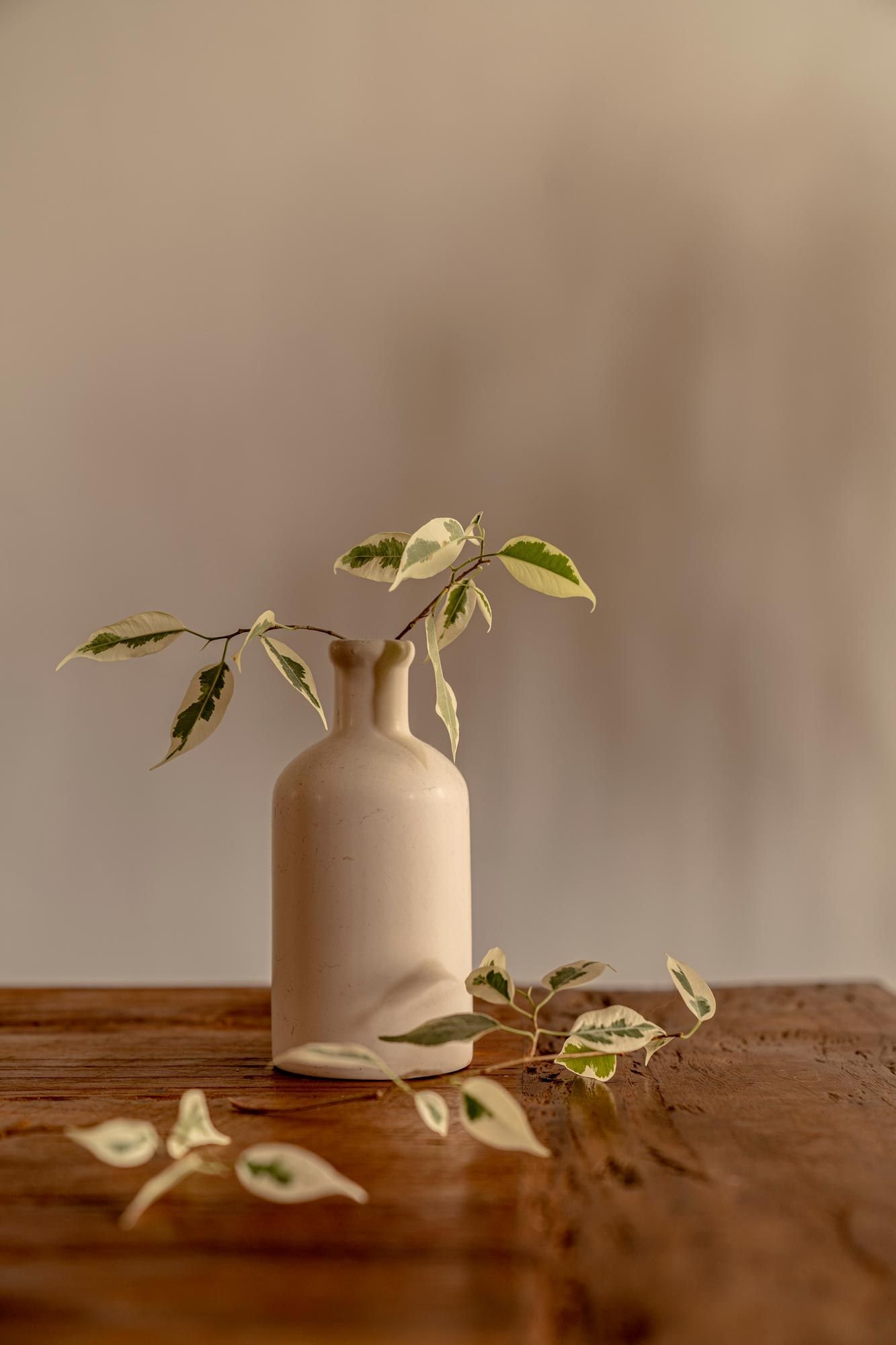 Ficus benjamina