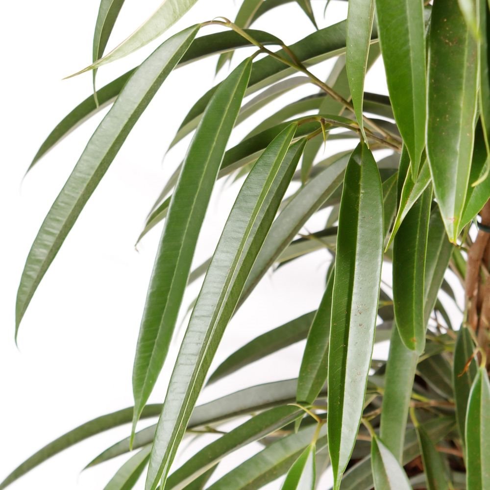 Ficus binnendijkii hojas