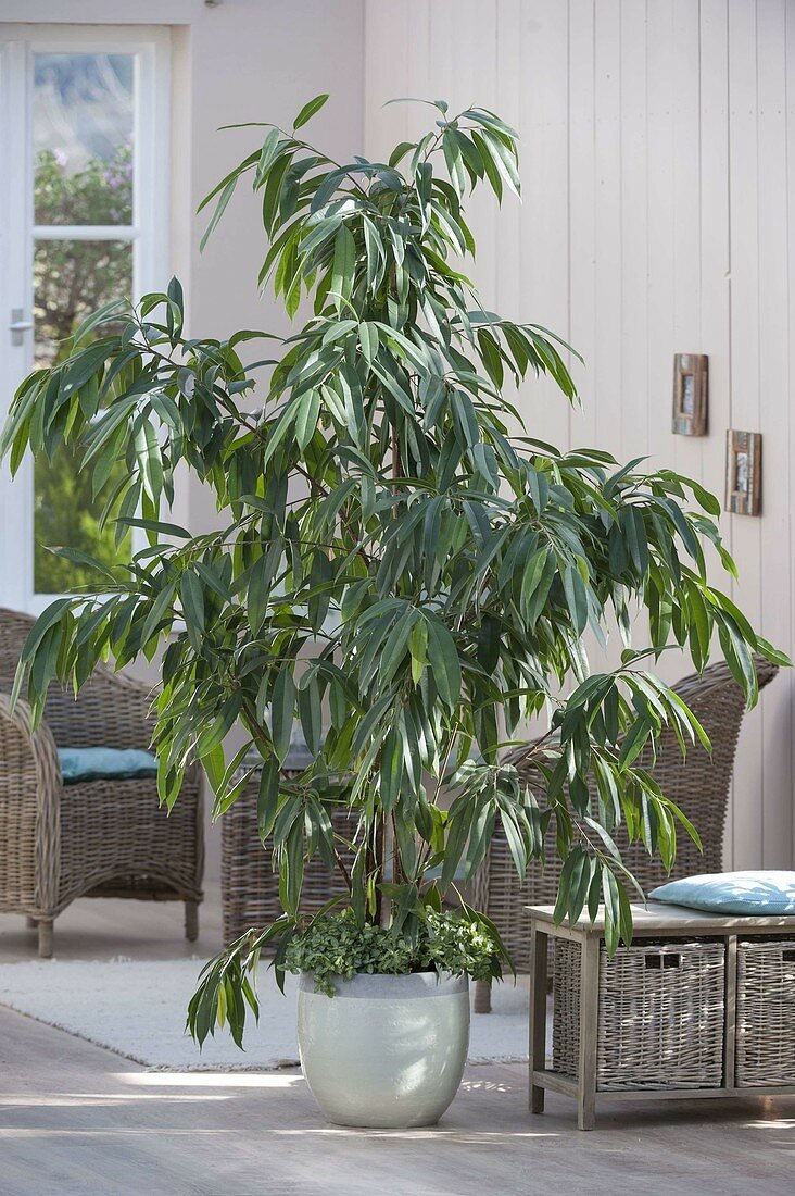 Ficus binnendijkii