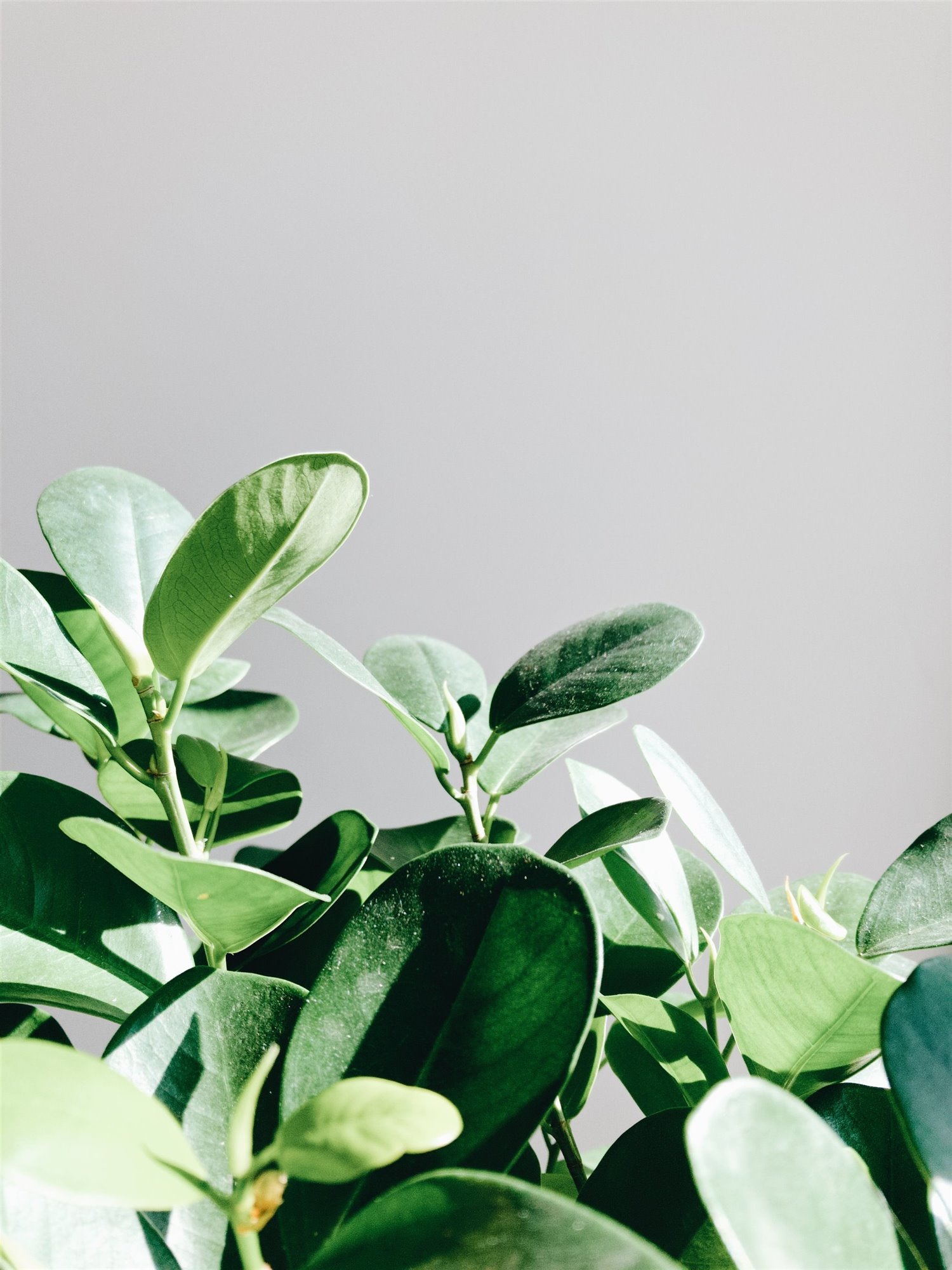 Ficus Cyathistipula hojas ok