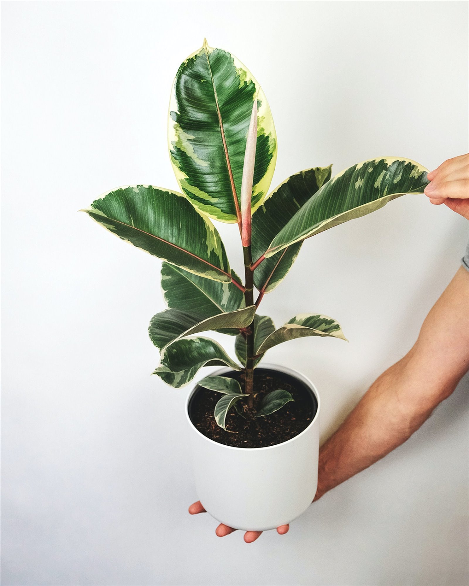 Ficus, una planta fácil de tener en casa: todos los tipos y cuidados
