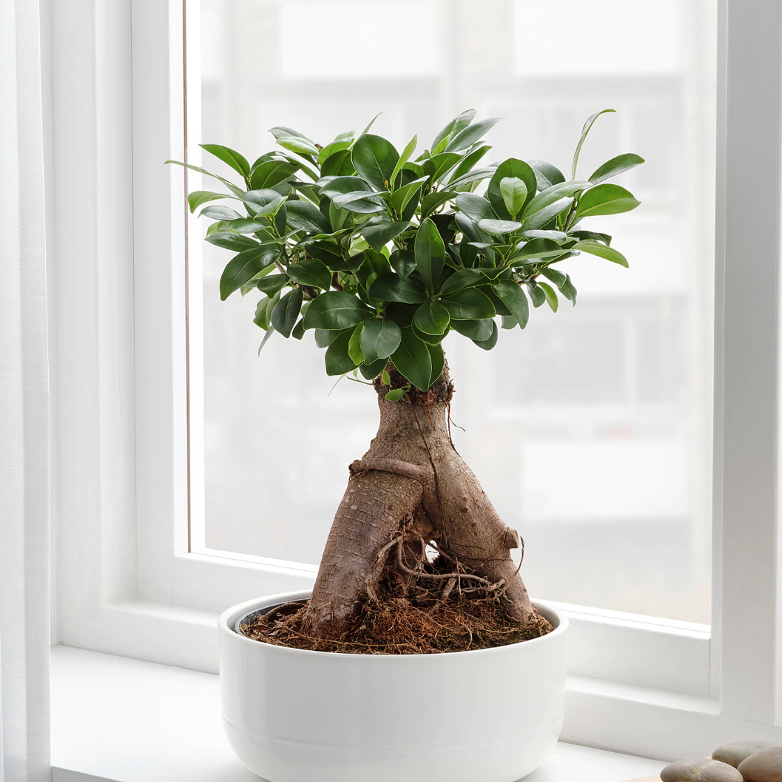 Ficus, una planta fácil de tener en casa: todos los tipos y cuidados