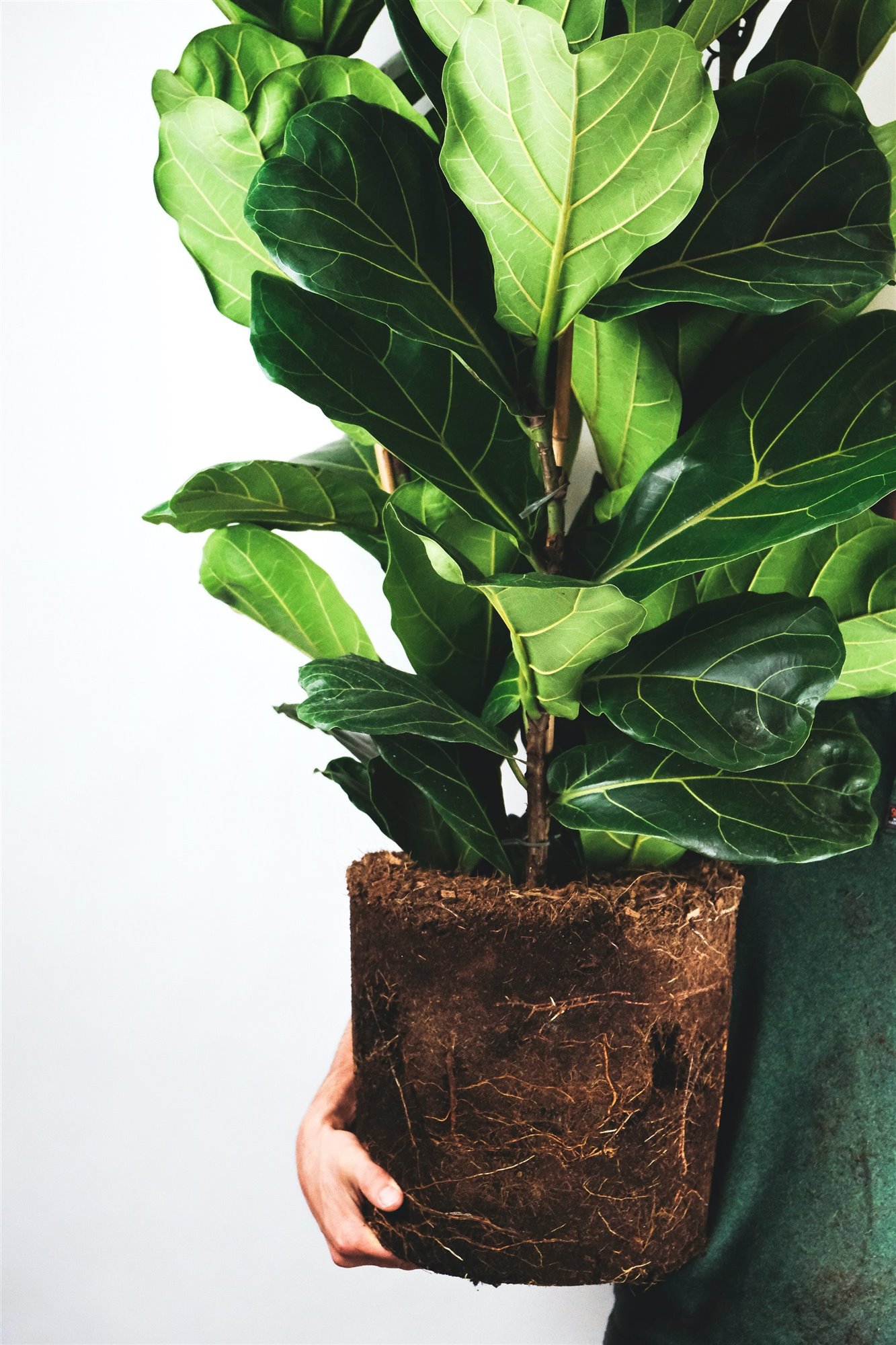 Ficus Lyrata
