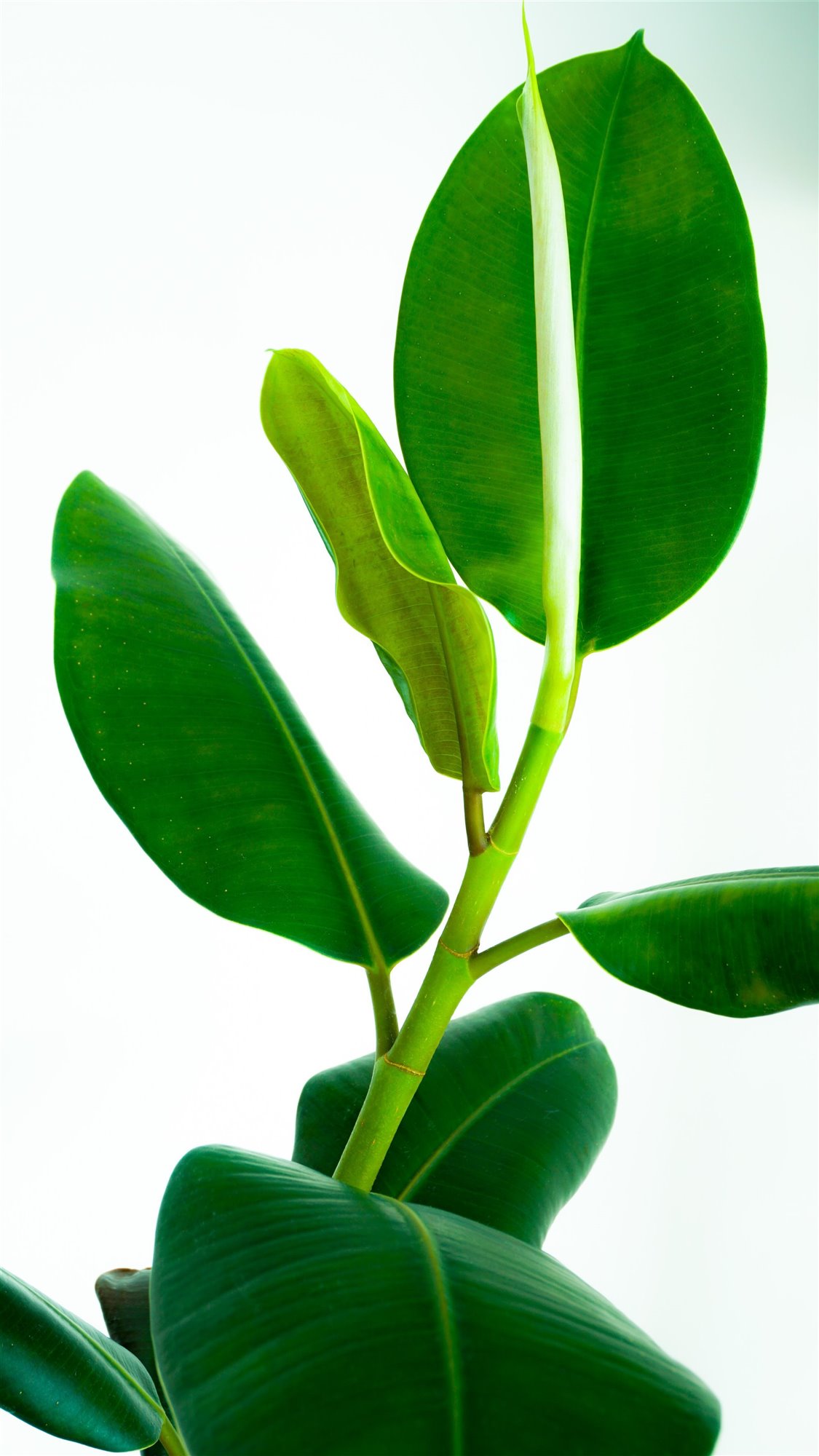 Hojas de ficus elastica