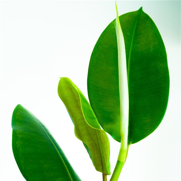 Todo lo que debes saber para tener y cuidar una planta ficus en casa