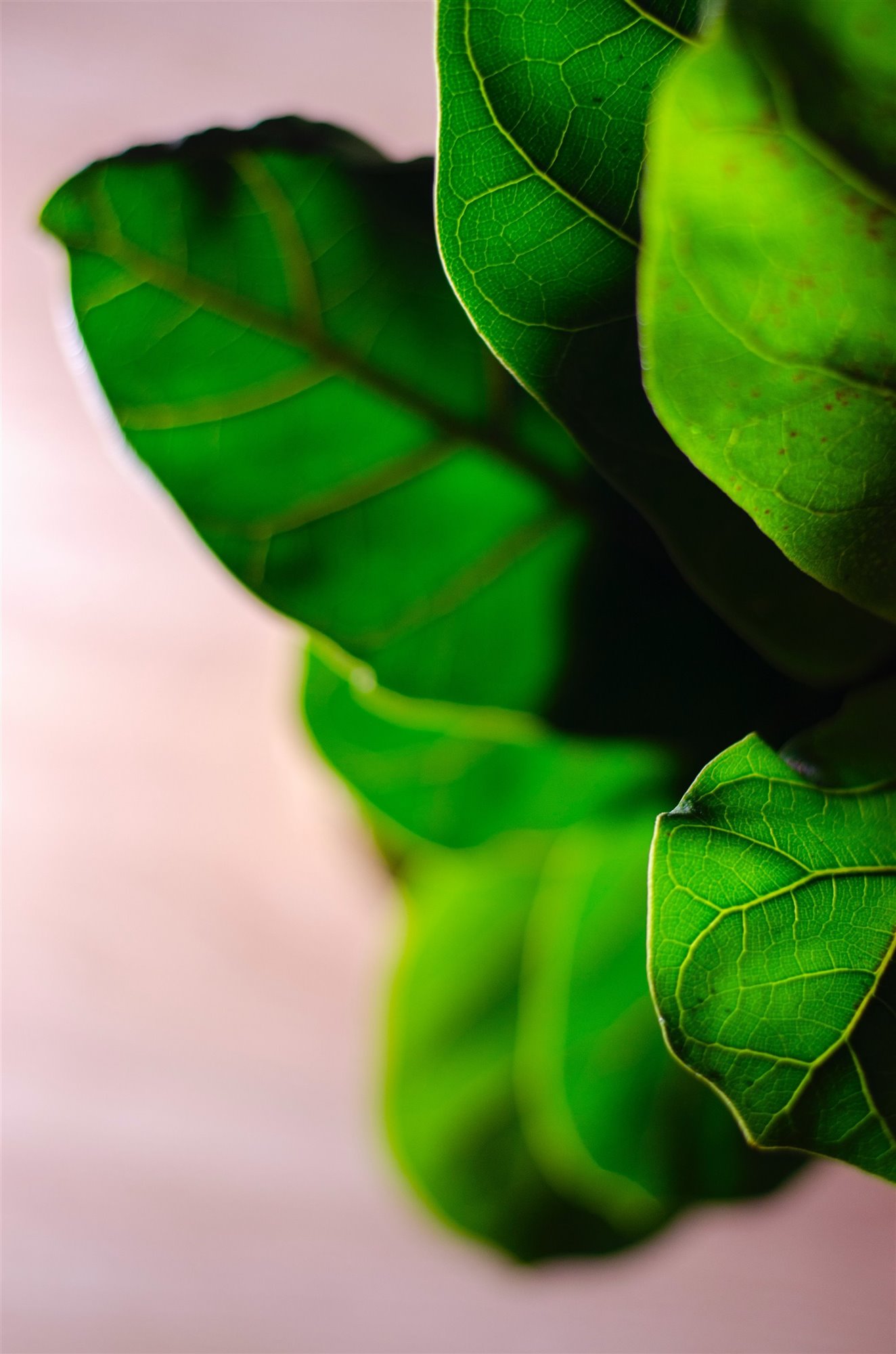Hojas de ficus lyrata