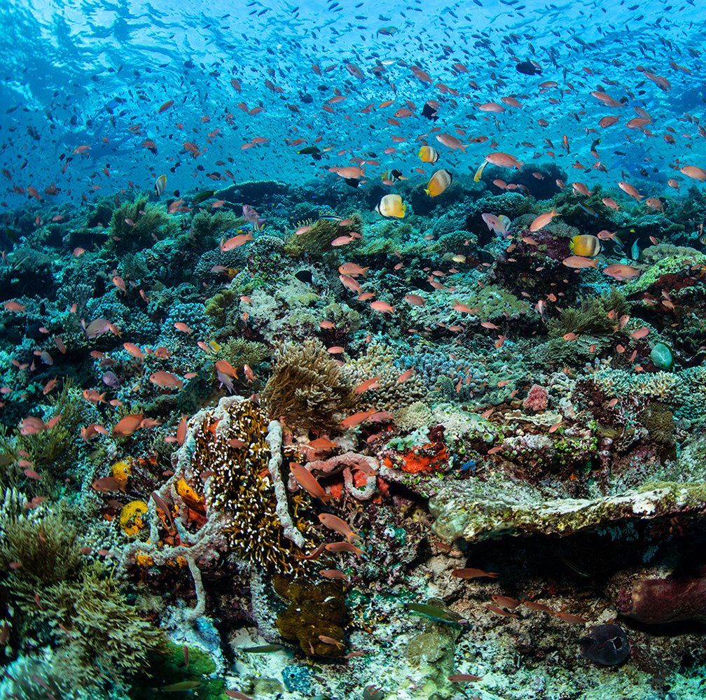 eco hitos 2021 biodiversidad