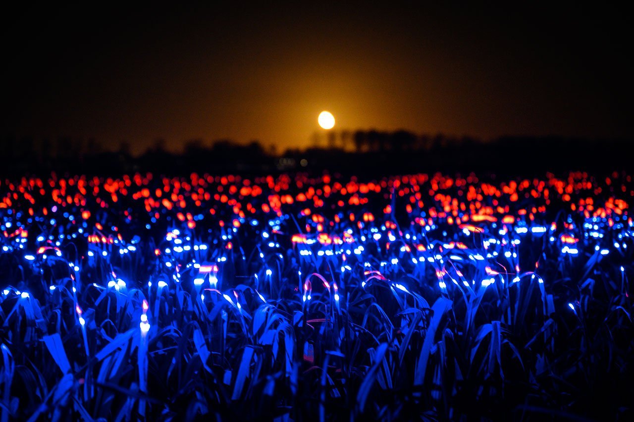 Un campo de luces rojas y azules sobre los vegetales, fruto de la investigación científica y tecnológica.