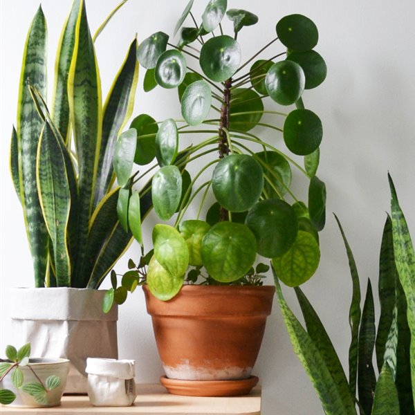 Plantas de interior: trucos de experto para escogerlas y cuidarlas (y dar un toque moderno a tu casa)