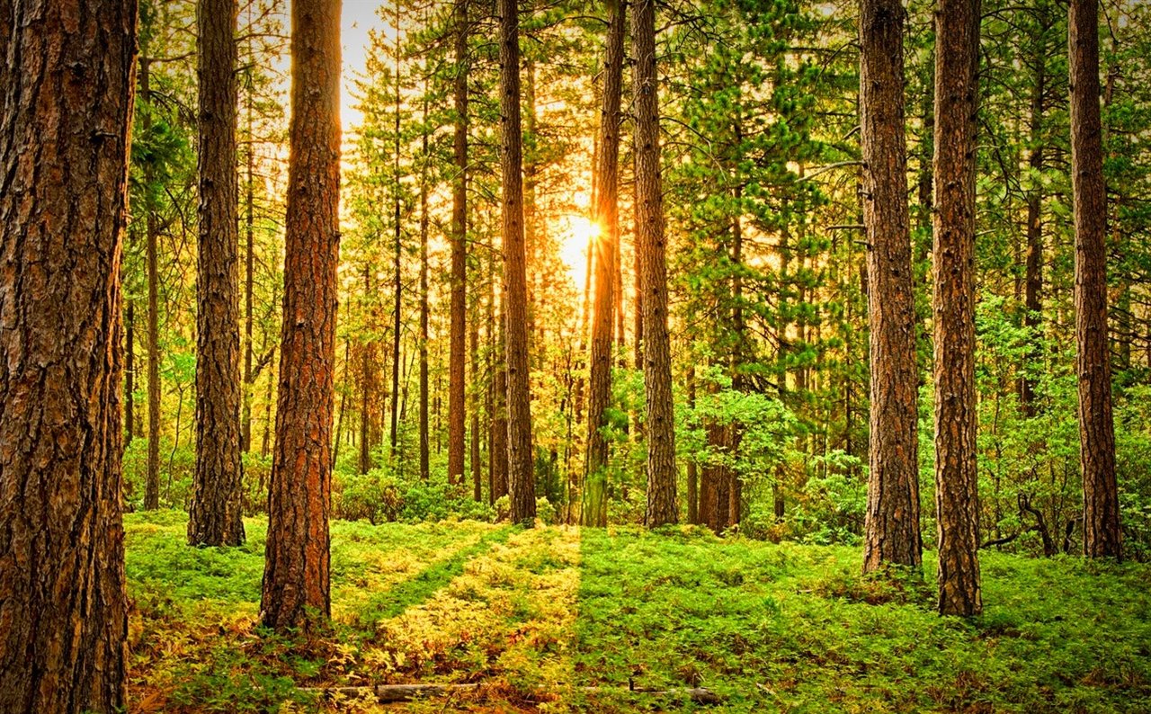 Entre todos podemos ayudar a recuperar los bosques.
