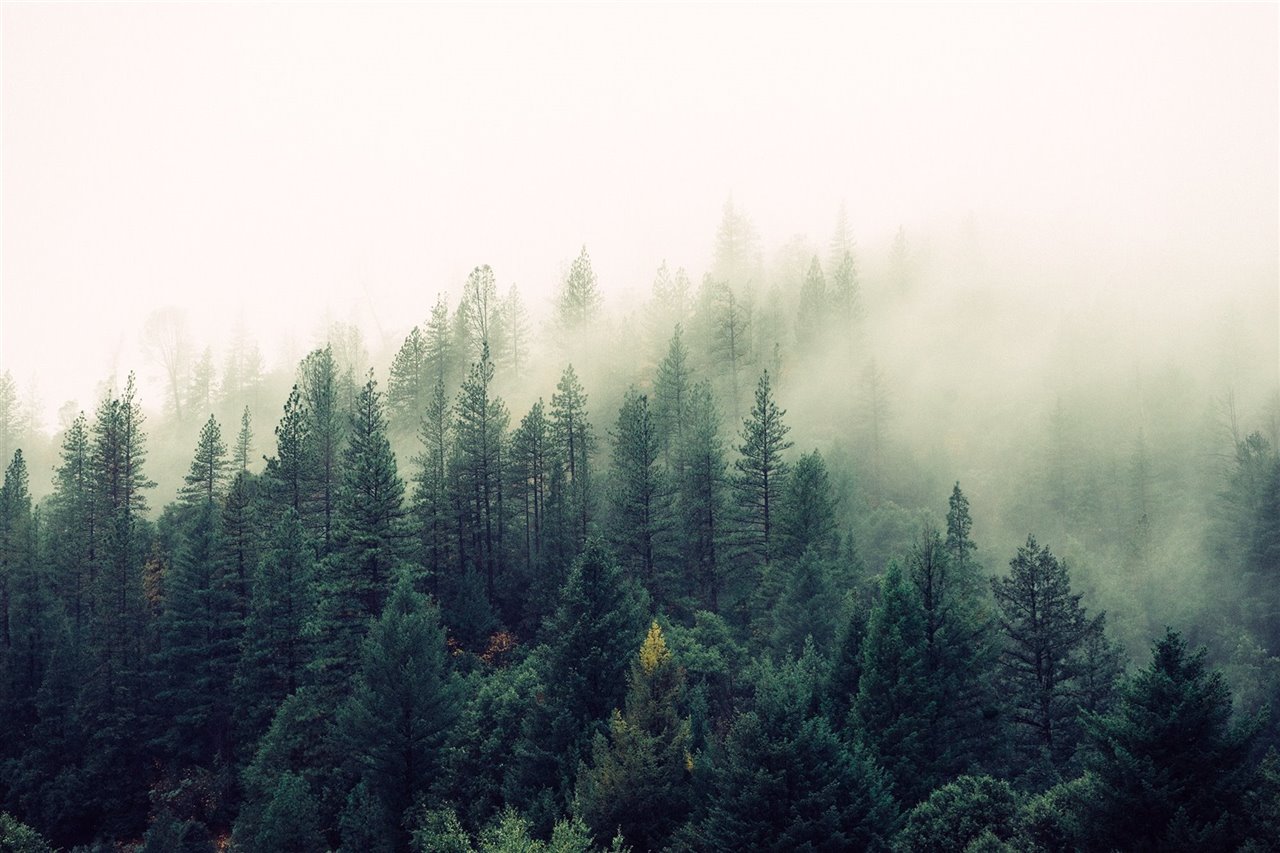 Los paseos por los bosques se pueden convertir en pequeñas acciones que ayuden a reforestar los espacios verdes de la península.