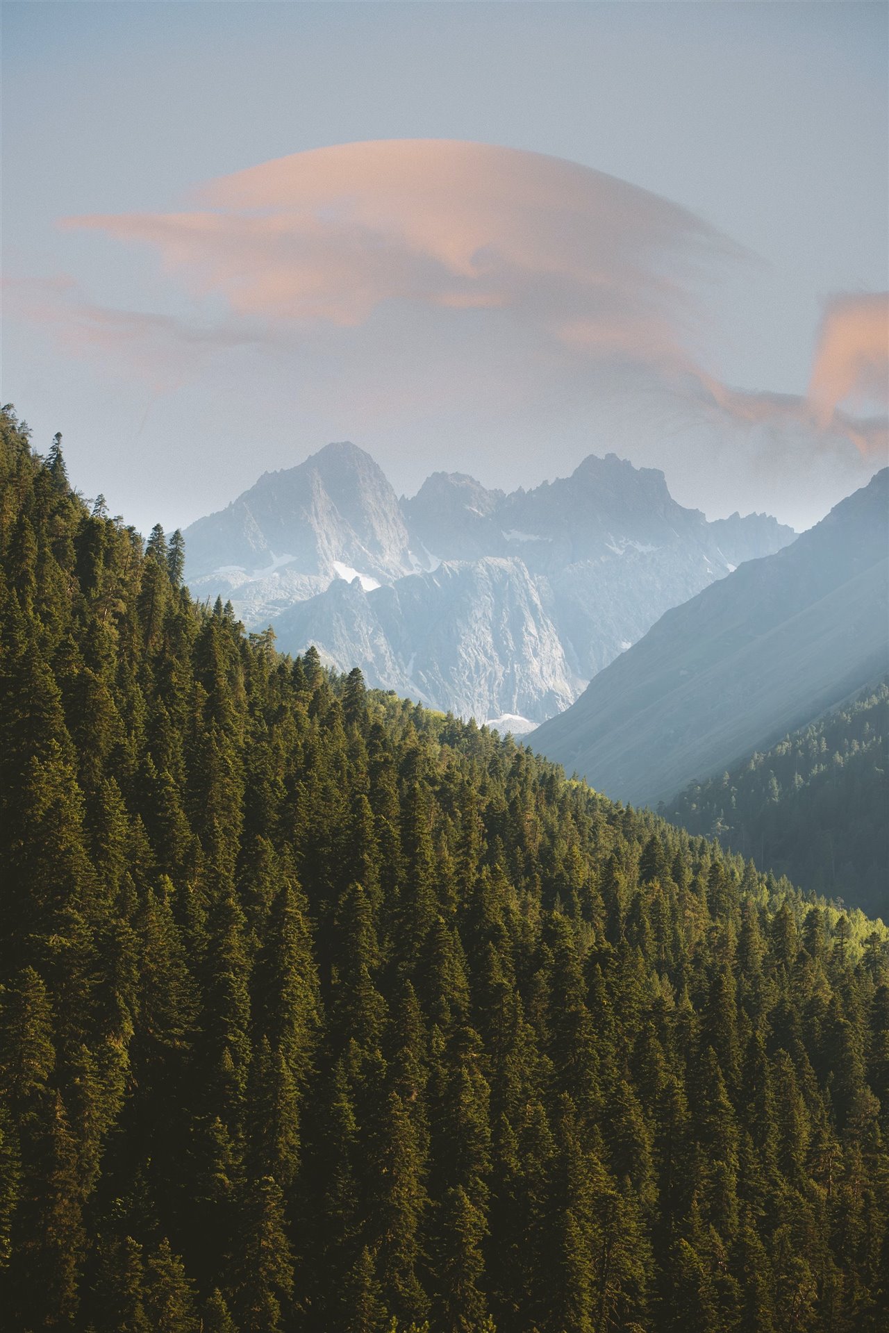 Una de las acciones que promueve Reforesta es regalar árboles, de esta forma se ayuda a replantar las espécies autóctonas.