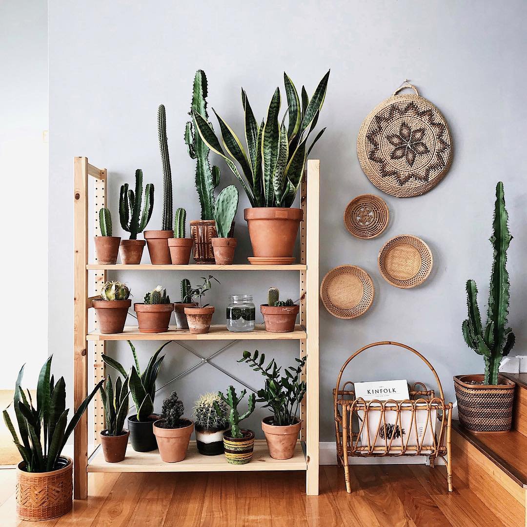 Salon con cactus en una estanteria. Cactus
