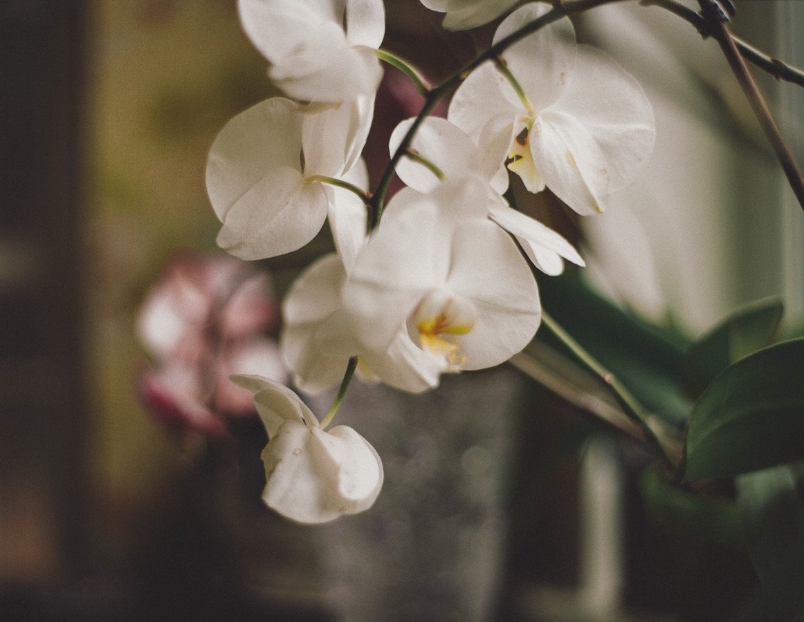ORquidea
