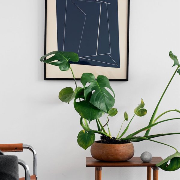 Philodendron planta en salón