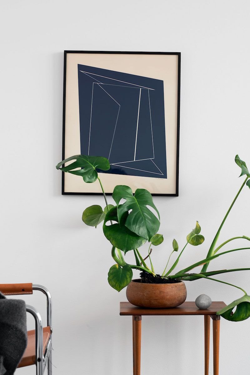Philodendron planta en salón. Philodendron