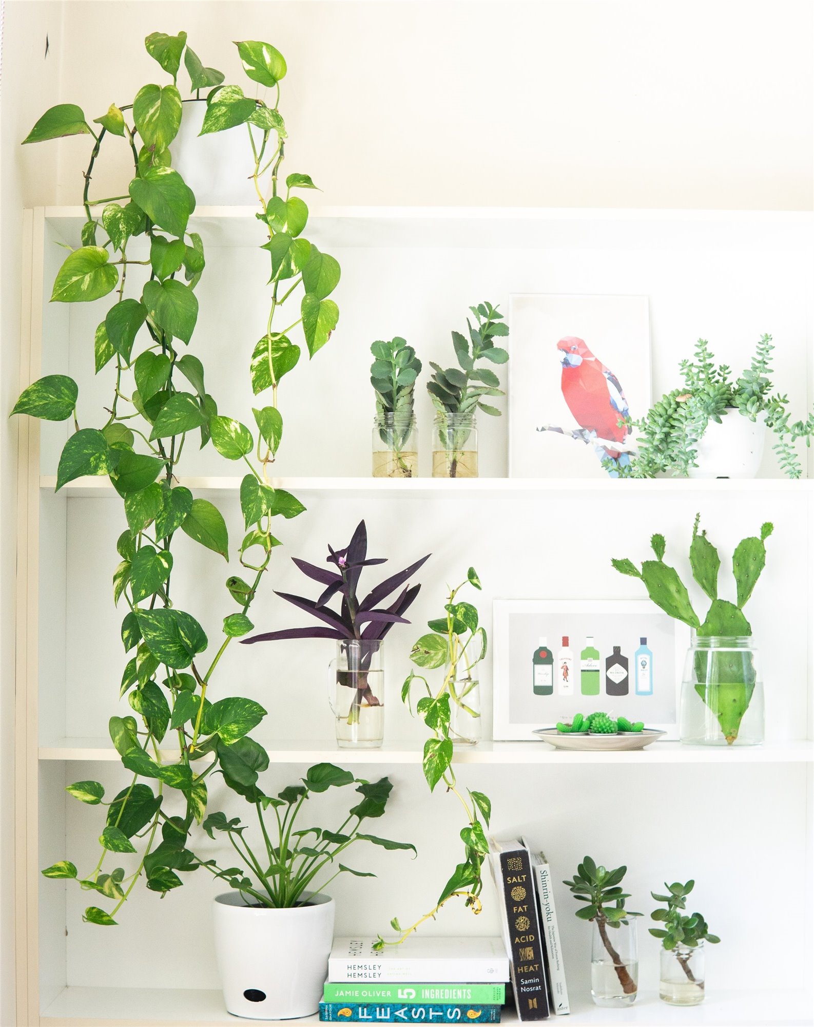 Estanteria con plantas. Con vinagre