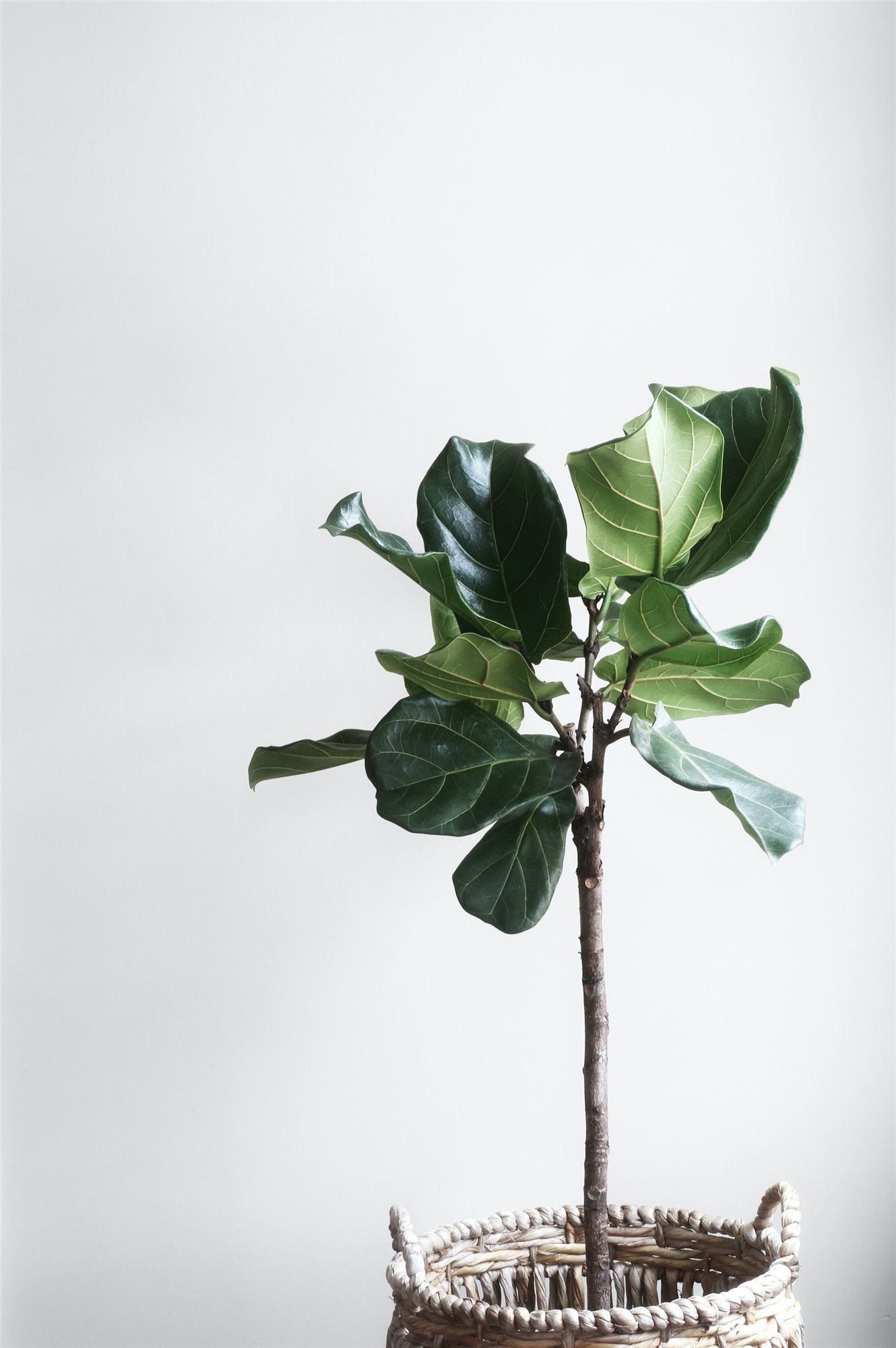 Ficus en una maceta en forma de cesta. Usa alambre
