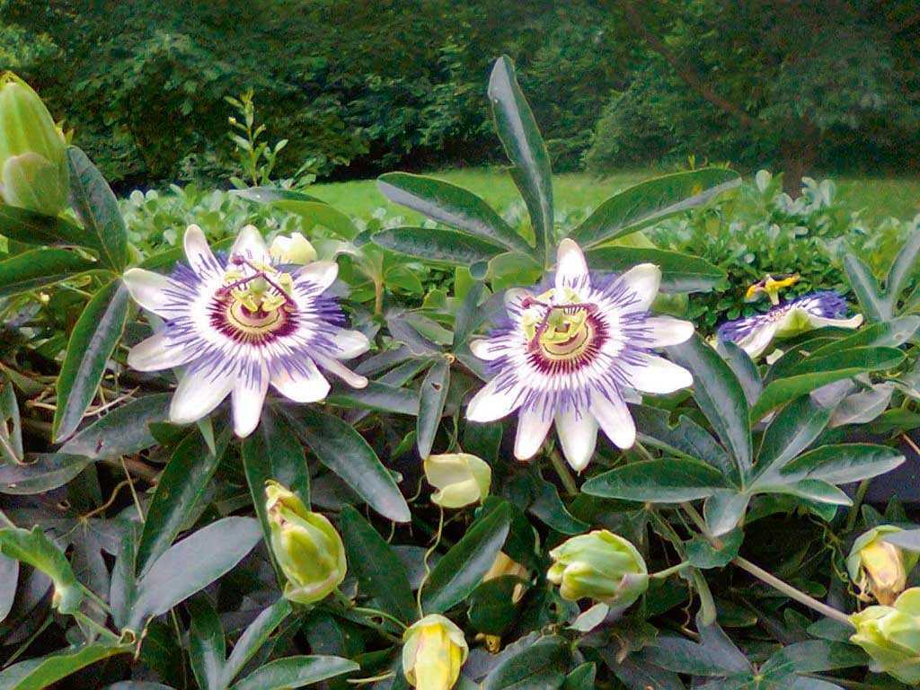 Las passifloras adoran los lugares luminosos y soleados