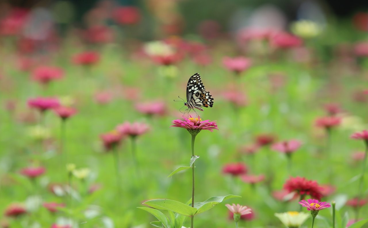 Las zinnia pueden adquirir tonos rojos, rosas, naranjas o amarillos.