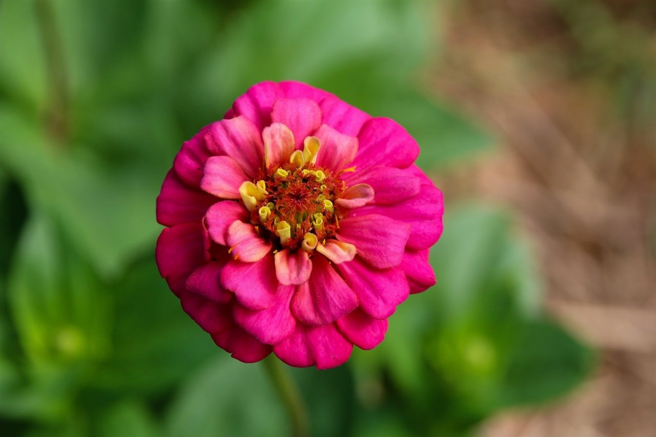 Las zinnias crecen y florecen mejor a pleno sol.