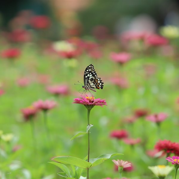 Pon estas plantas en tu balcón y atraerás a las mariposas