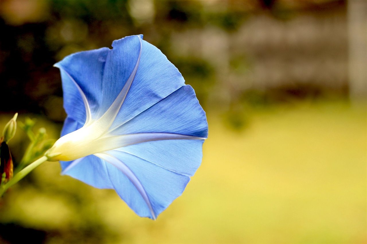 Los cuidados que requiere la campanula son sencillos: basta con mantener la tierra algo húmeda y un riego a demanda con cuidado de no encharcarla.