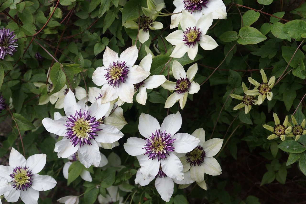Las clematis son flores que no resisten las heladas.