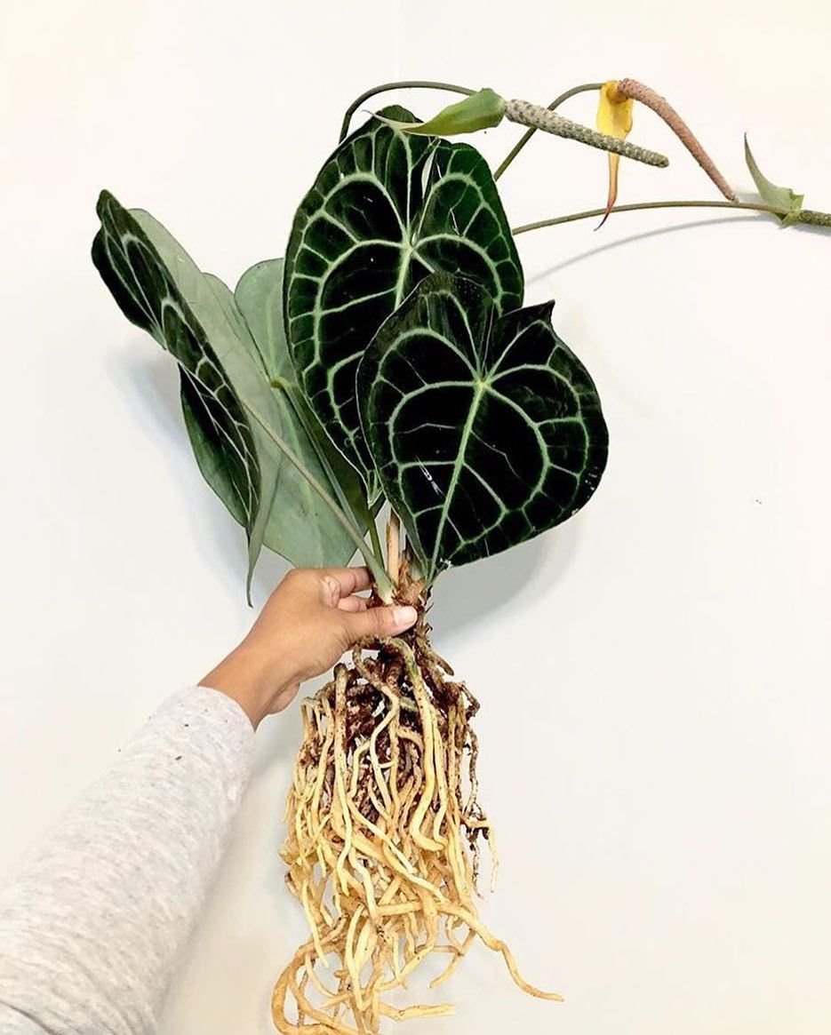 Planta de moda Anthurium Clarinervium. Anthurium Clarinervium