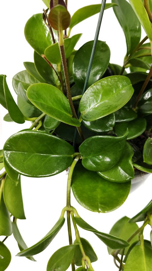 Planta de moda hoya australis. Hoyas Australis
