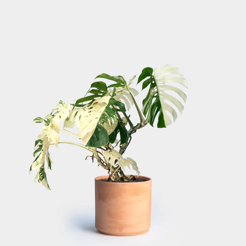 Planta de moda Monstera Albo Variegata. Monstera Albo Variegata