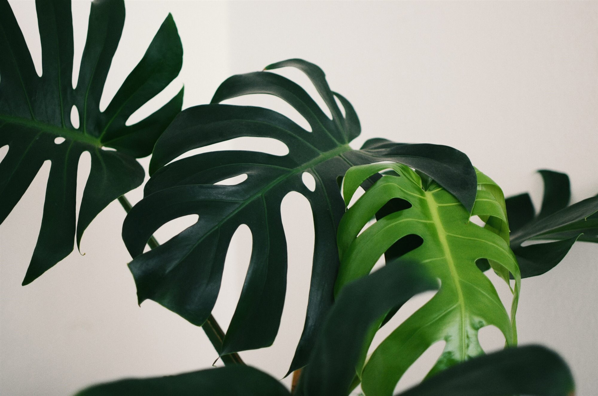 Planta de moda Monstera deliciosa. Monstera Deliciosa