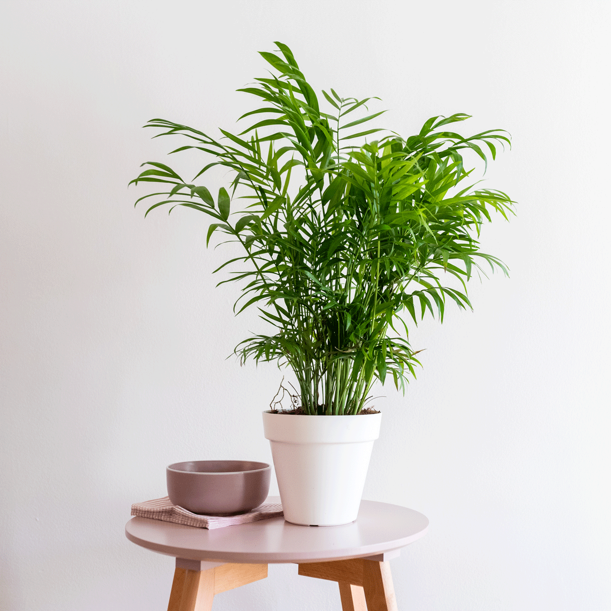 Planta de moda Chamaedorea elegans. Chamaedorea elegans