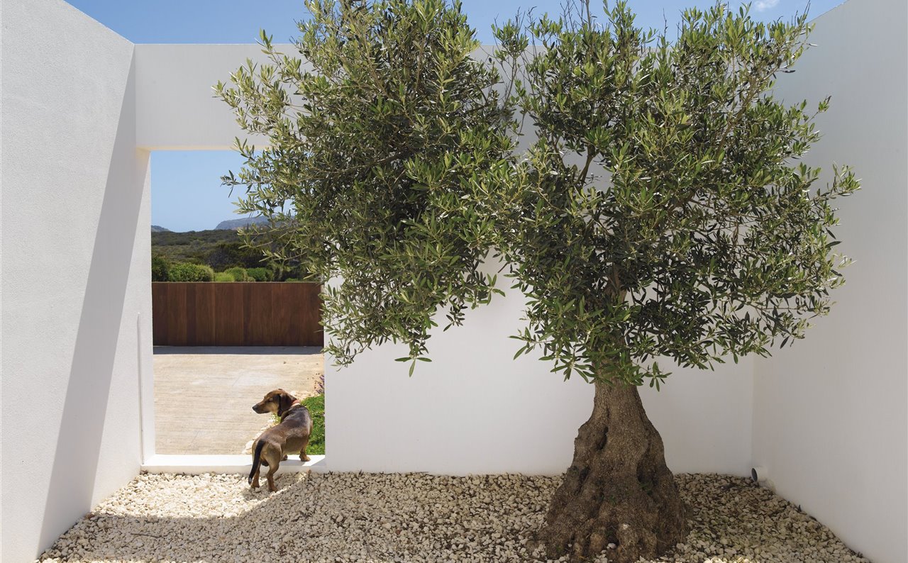 Con su porte ornamental, el olivo añade un toque mediterráneo a cualquier jardín