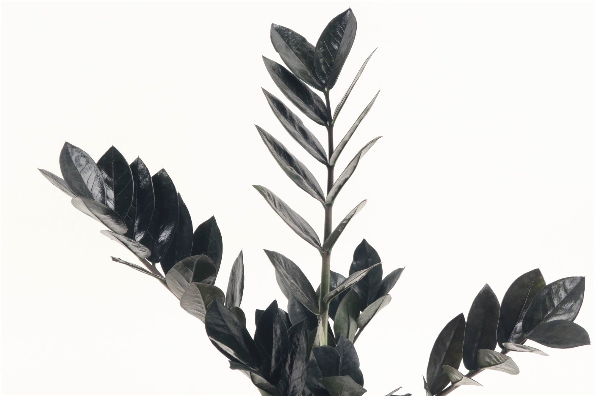 Planta de moda Zamioculca Raven. Planta ZZ