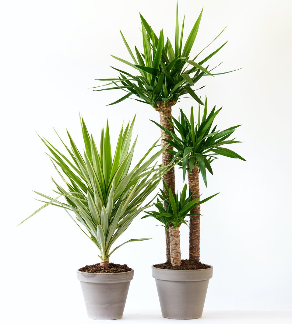 Planta de moda Yucca Elephantipes. Yucca Elephantipes