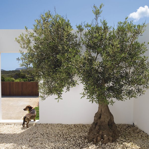 Jardin de una casa moderna y mediterranea con un olivo