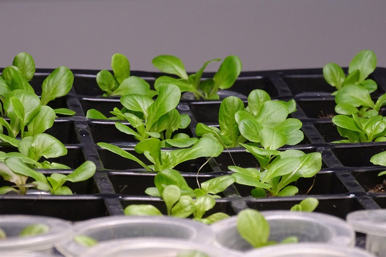 Para los impulsores del proyecto, el conocimiento y las herramientas para cultivar comida fresca debería ser accesible a todo el mundo.