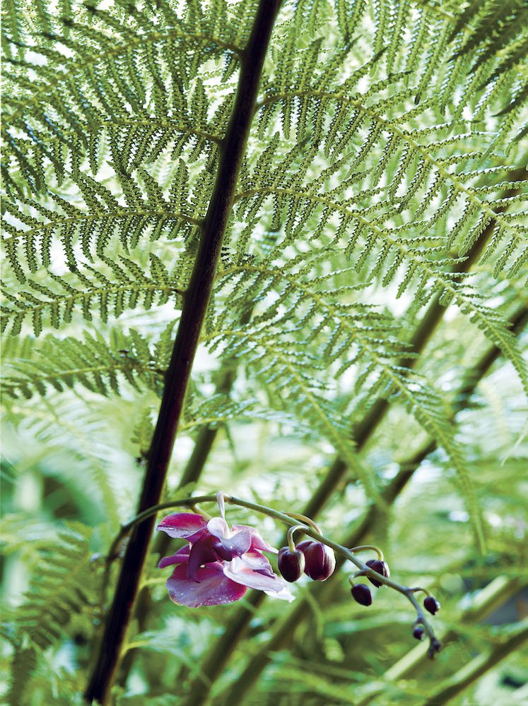 Cómo cuidar una orquídea para que crezca sana