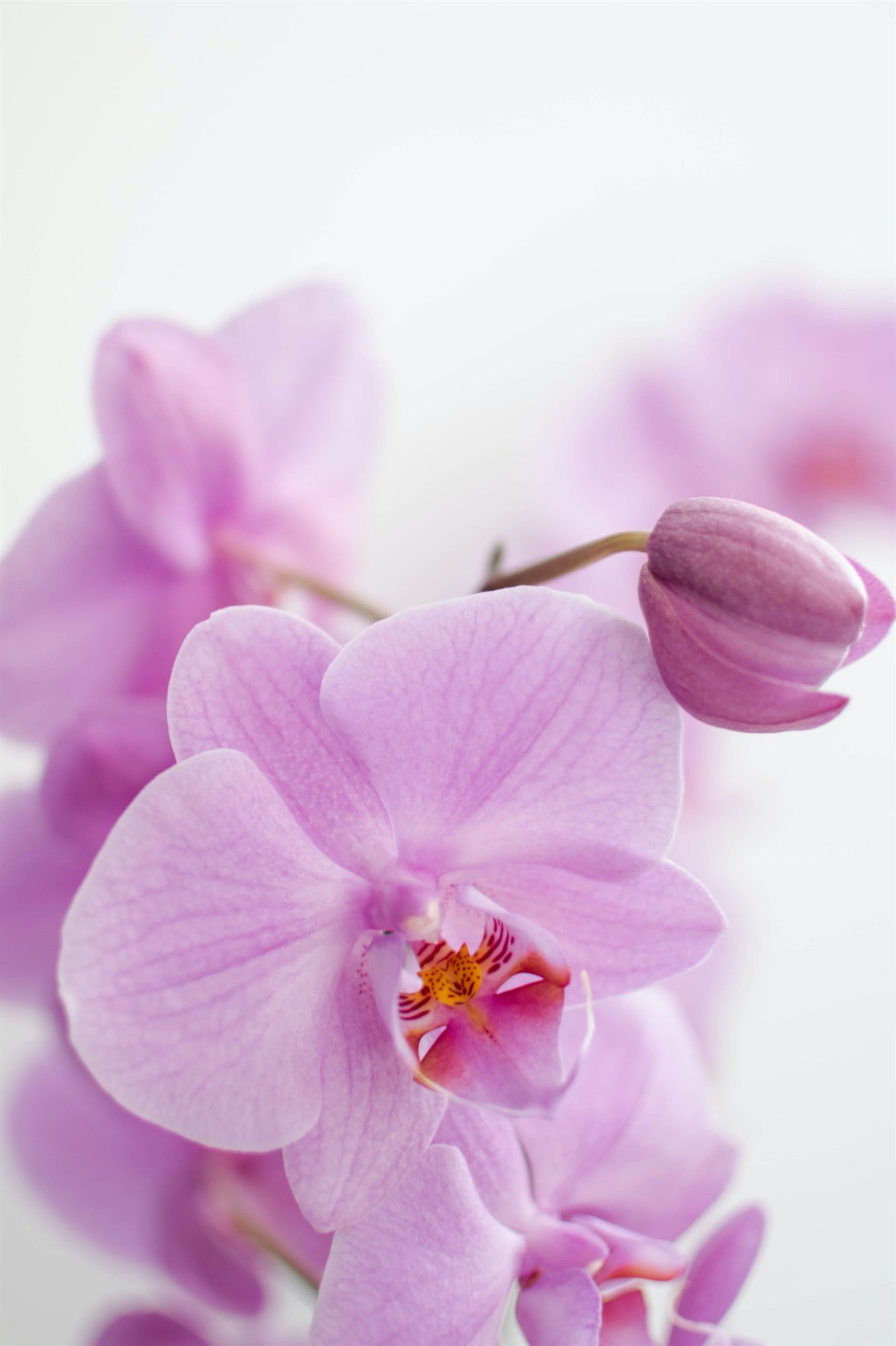 Orquideas de color rosa fucsia. 3.    El riego