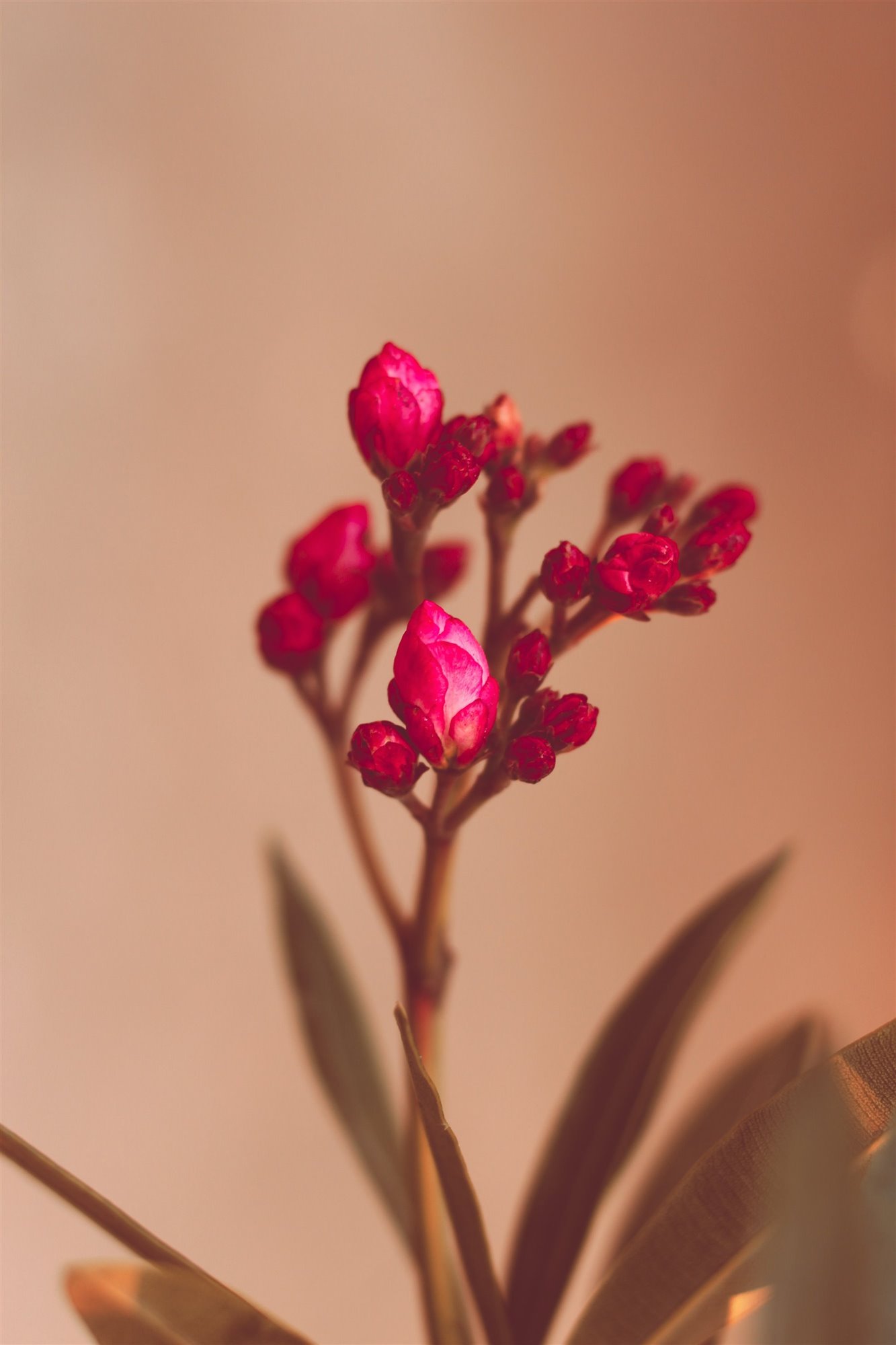 Orquidea cerrada de color rosa fucsia. 5. El cambio
