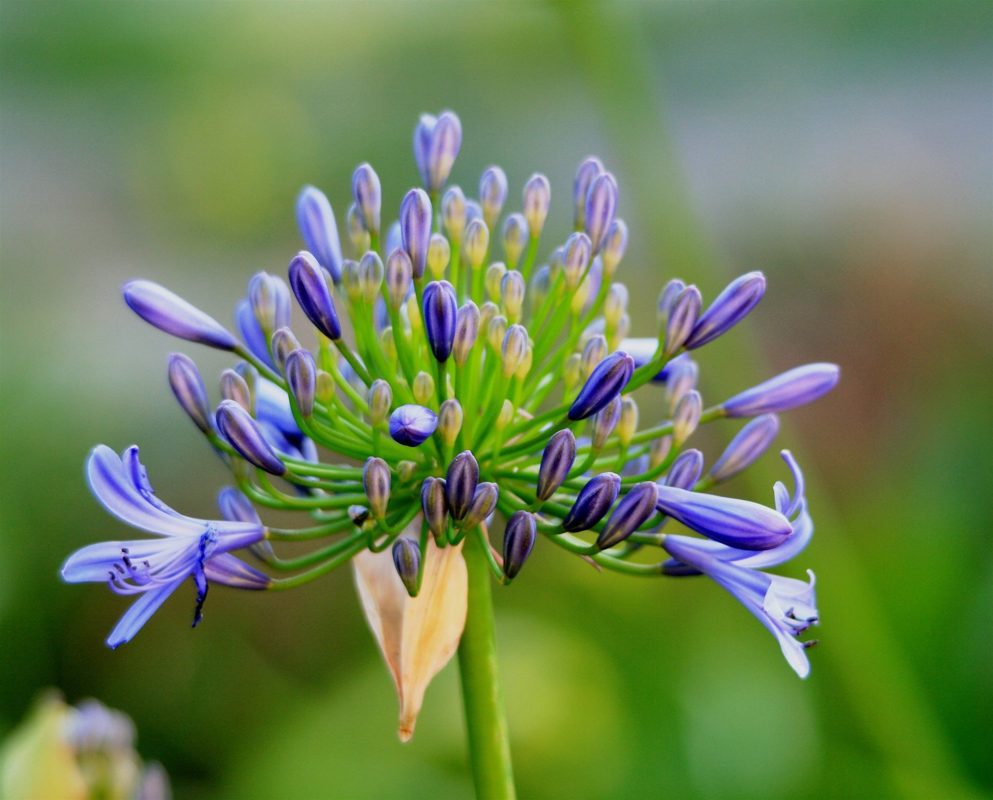 Agapanthus