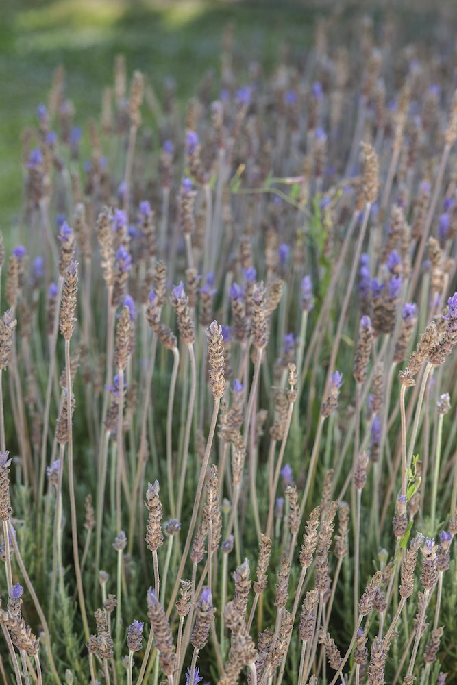 ajedrez módulo cavar Guía para cultivar y cuidar la lavanda