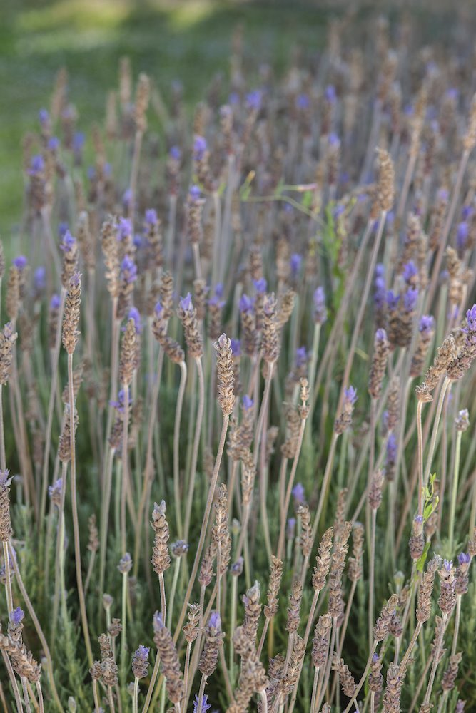 Guía para cultivar y cuidar la lavanda