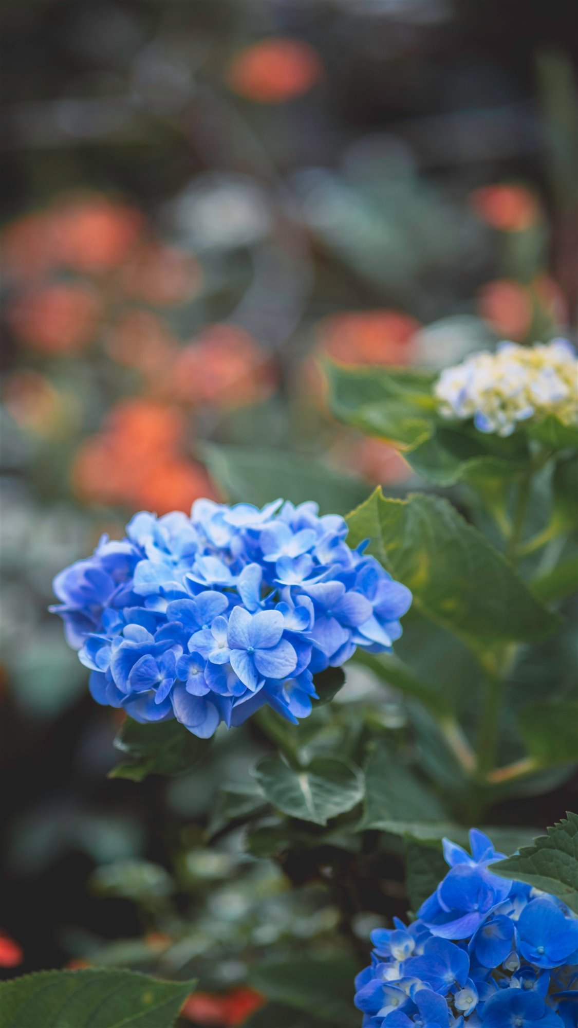 Hortensias