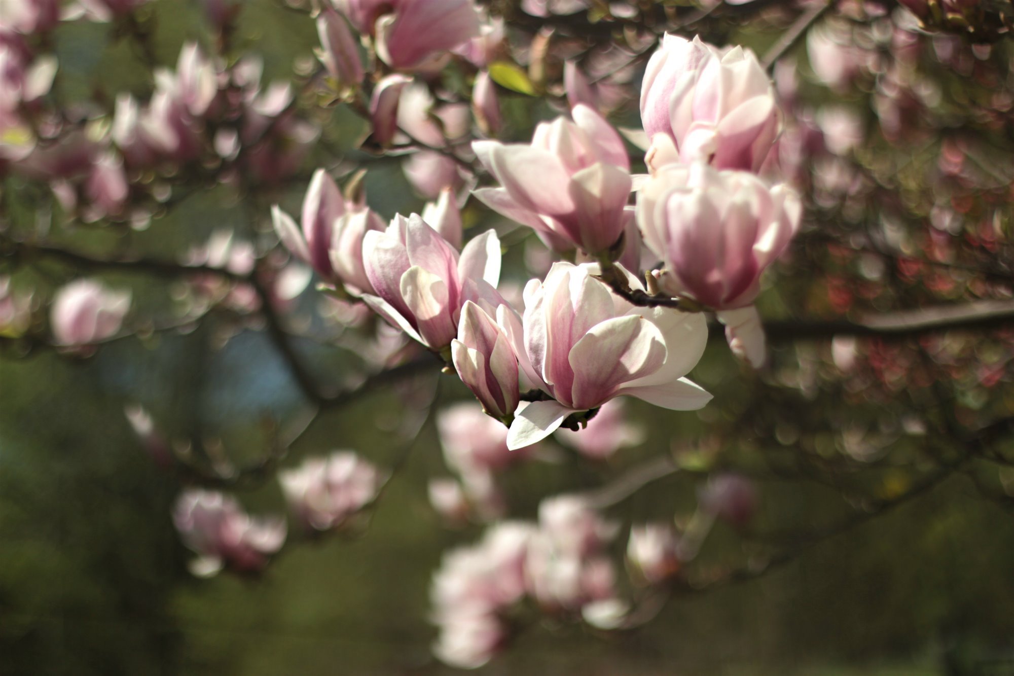 Magnolia arbol. Magnolia grandiflora